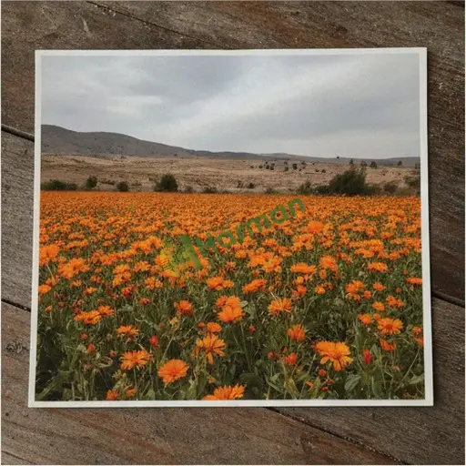 Adıyaman Merkez'de Satılık Aspir