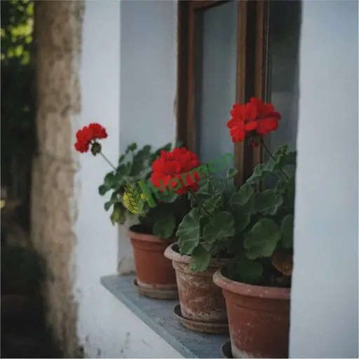 Aydın Kuyucak'ta ateş çiçeği satılık