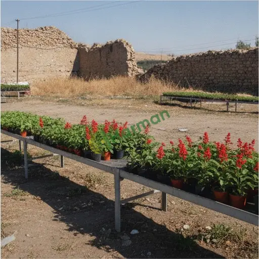 Erzincan Merkez'den Ateş Çiçeği Fidesi Satılık