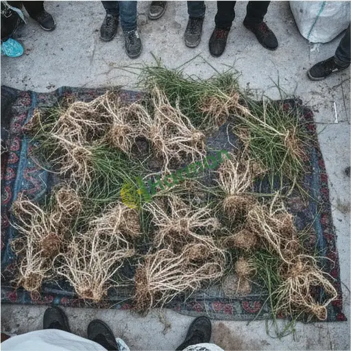 Kars Merkez'de ayrık satılık