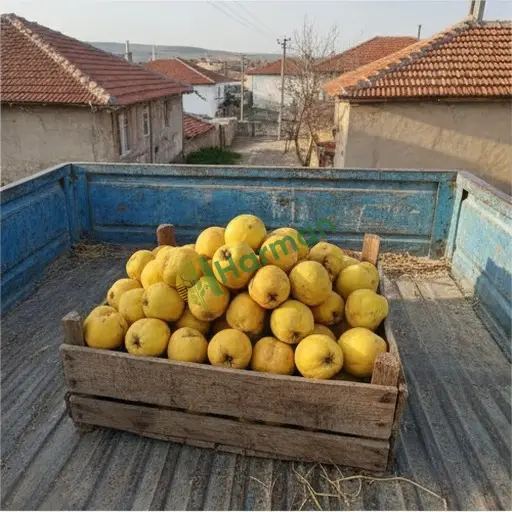 Erzincan Kemaliye'de satılık ayva