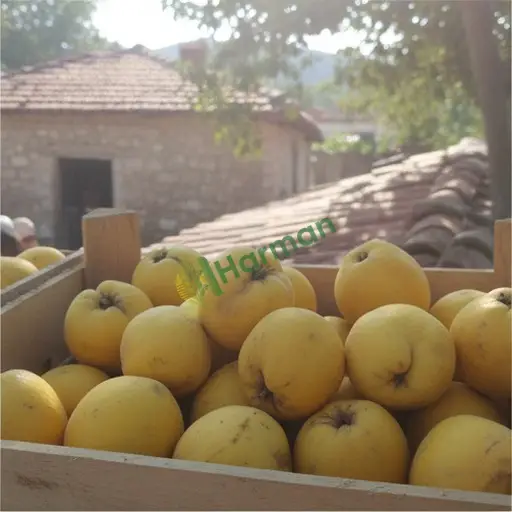 Ardahan Posof'ta ayva satılık