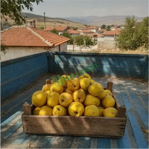 Sakarya Hendek'te ayva satılık