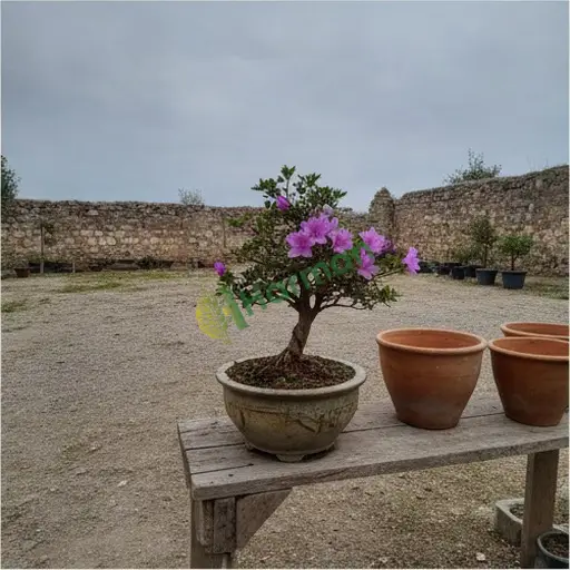 Burdur Bucak'ta azalya bonsai satılık
