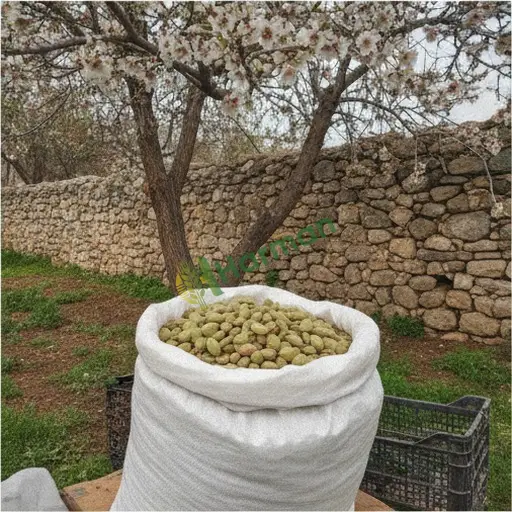 Edirne Meriç'te badem satıyorum