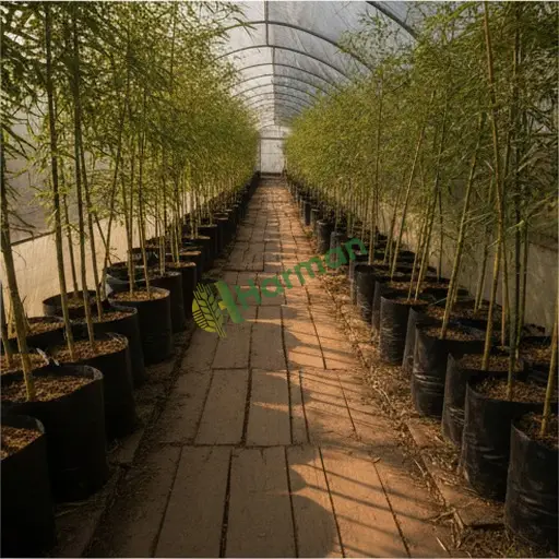 Hakkari Derecik'ten bambu fidanı satıyorum