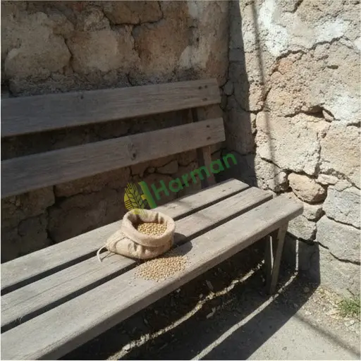 Tekirdağ Marmaraereğlisi'nde bambu tohumu satılık