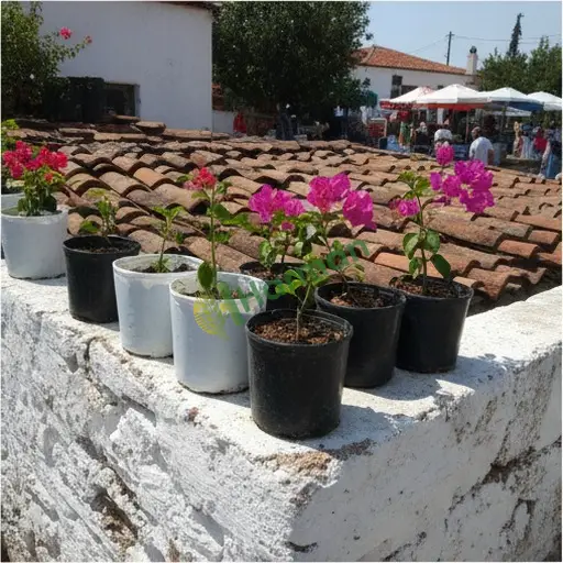 Kocaeli Darıca'de Satılık Begonvil Fidesi