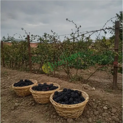Erzincan Üzümlü'de satılık böğürtlen