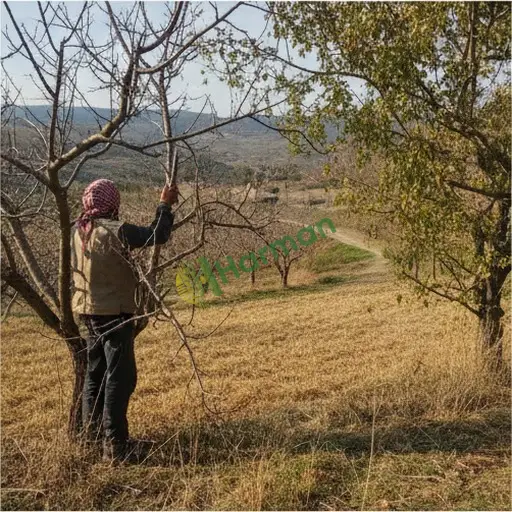 Gümüşhane Torul'da budama elemanı iş arıyor