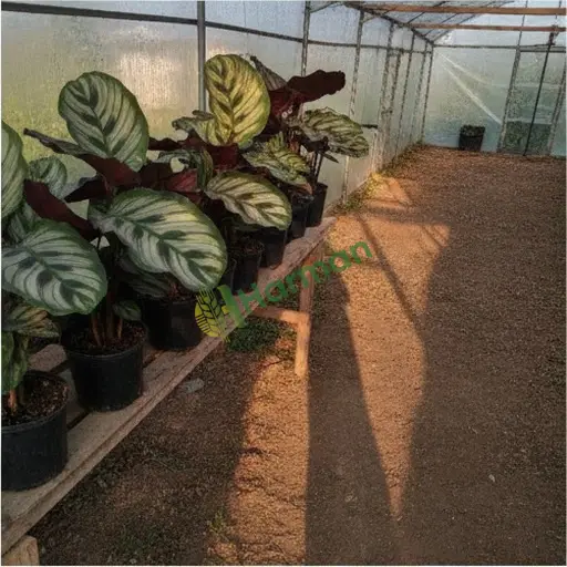 Şırnak Beytüşşebap'ta satılık calathea
