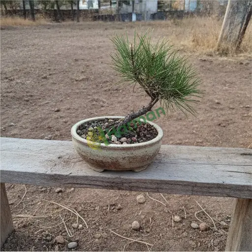 Batman Sason çam bonsai satıyorum