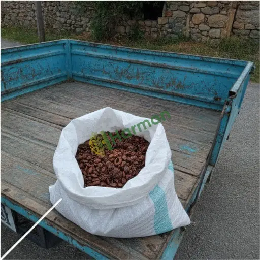 Afyonkarahisar Hocalar'da çam fıstığı satılır