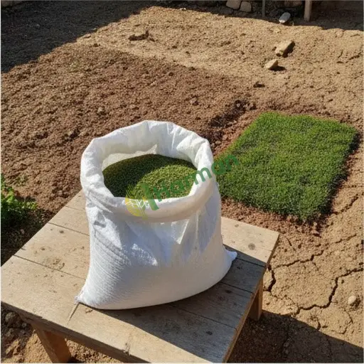 Manisa Selendi'de çim tohumu uygun fiyata satılık