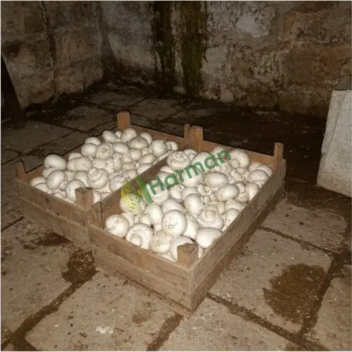 Antalya Korkuteli'nde çöp mantarı satılık