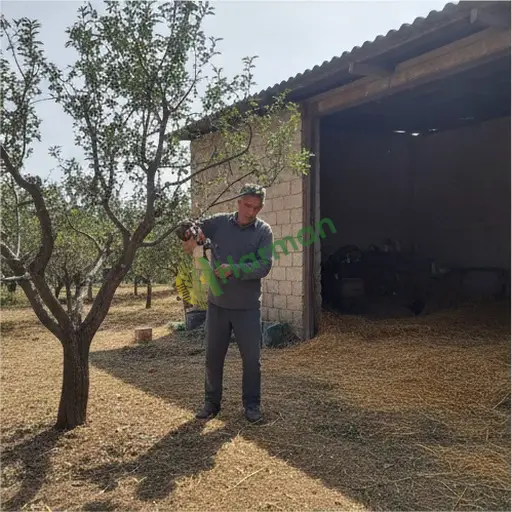 Çankırı Korgun'da dal budama işi yapılır