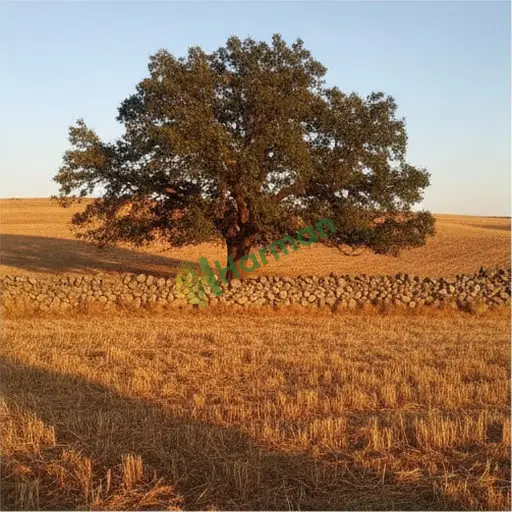 Sivas Divriği'de davulga satılık