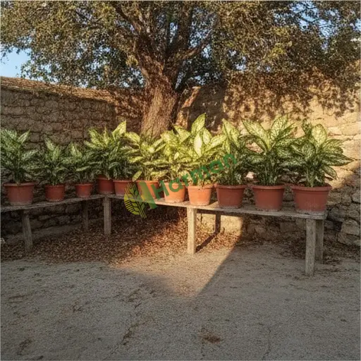 Mersin Bozyazı'da dieffenbachia satılık