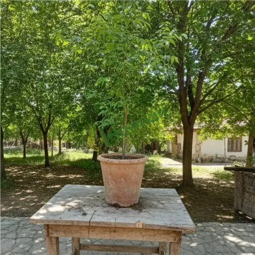 Mardin Ömerli'de dişbudak satılık