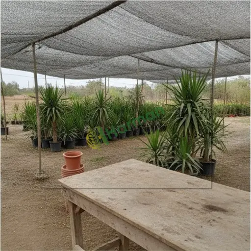 Şahinbey'de dracena satılık