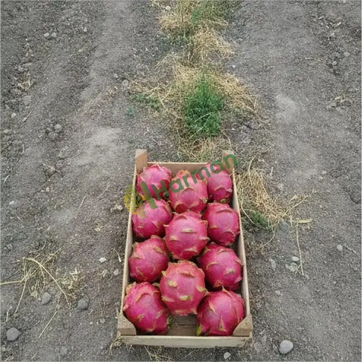 Adıyaman Sincik'te ejder meyvesi elimde var
