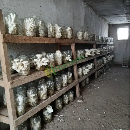 Bingöl Merkez'de Enoki mantarı satılık