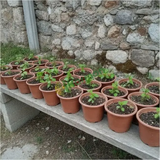 Isparta Keçiborlu'da fesleğen fidanı satılık