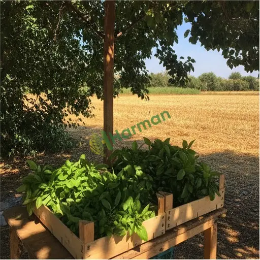 Aydın Karpuzlu'da reyhan satılık