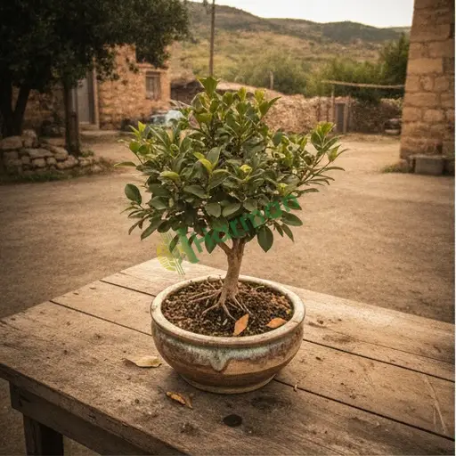 Kars Selim'de Ficus Bonsai satılır