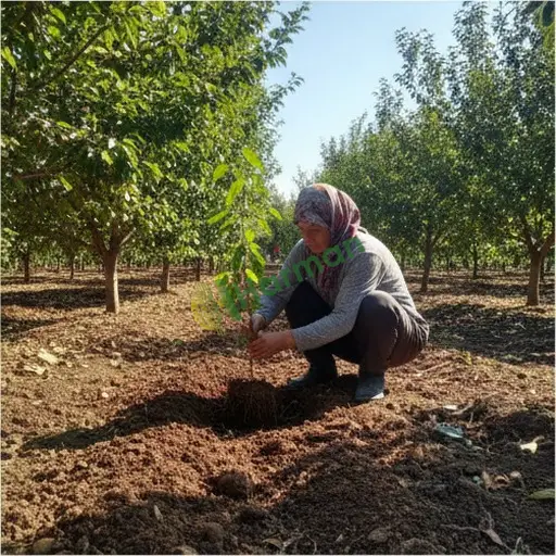 Şanlıurfa Harran'da fidan dikimi yapılır