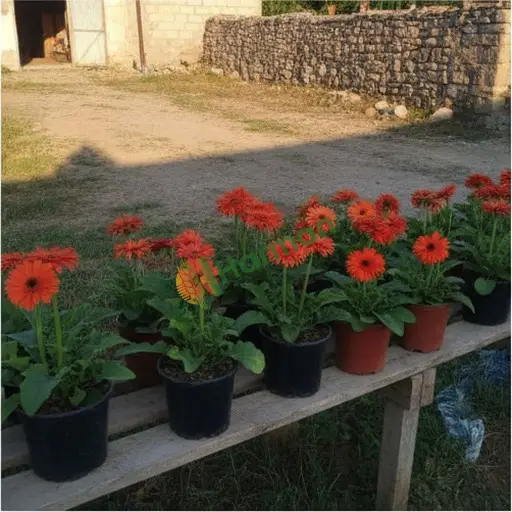 Çankırı Çerkeş'te gerbera satılık
