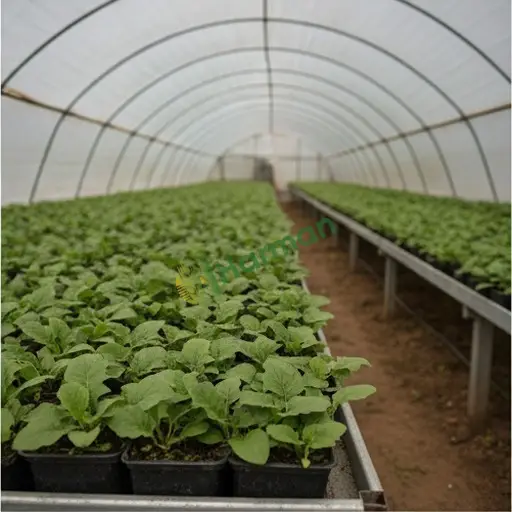 Bayburt Merkez'de gerbera fidesi satılır