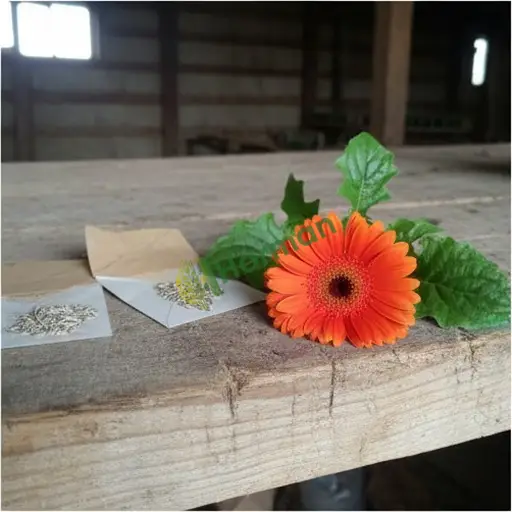 Devrek'ten Gerbera Tohumu satılık