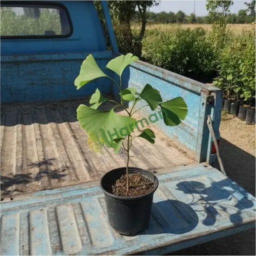 Isparta Yenişarbademli'de ginkgo biloba satılık