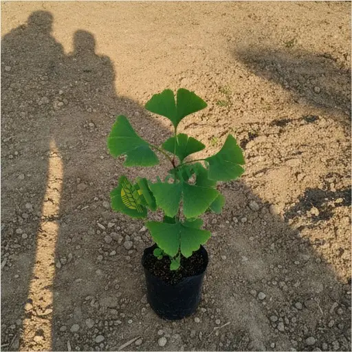 Burdur Yeşilova'dan ginkgo satılır
