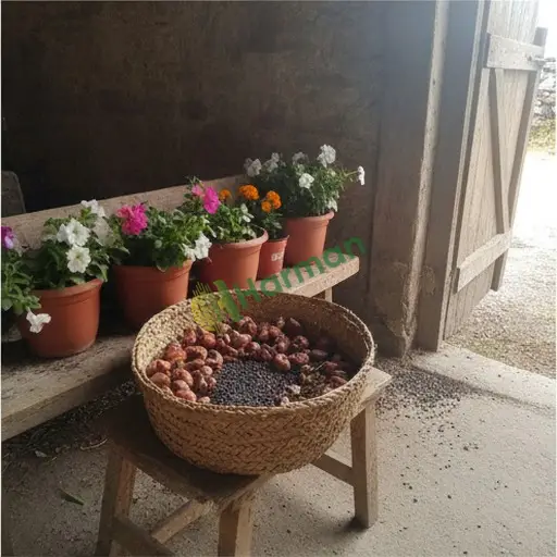 Sivas Gürün'de Satılık Glayöl Tohumu