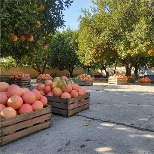 Şanlıurfa Karaköprü'de greyfurt satılır