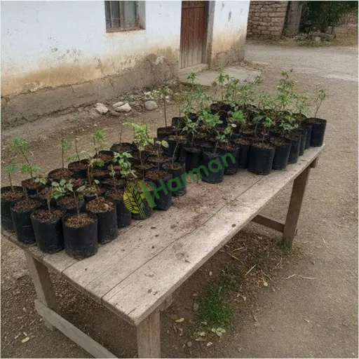 Giresun Merkez'de gül fidanı satılır
