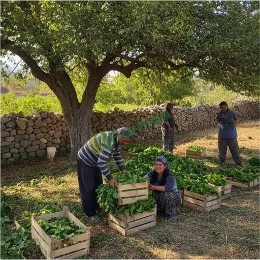 Kırşehir Çiçekdağı'nda hasat işçisi iş arıyor