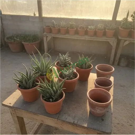 Şırnak Uludere'de Haworthia satıyorum
