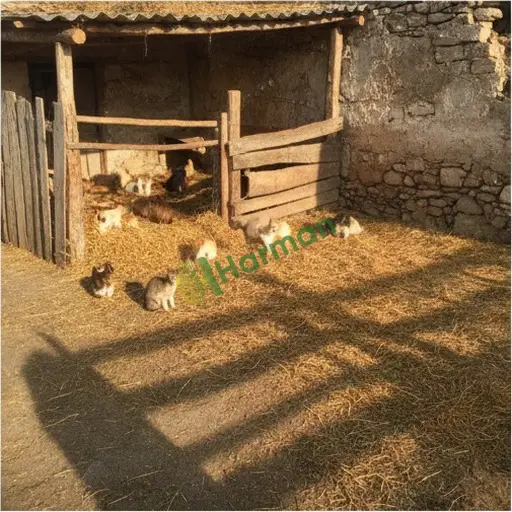 Gümüşhane Köse'de hayvan pansiyonu satılık
