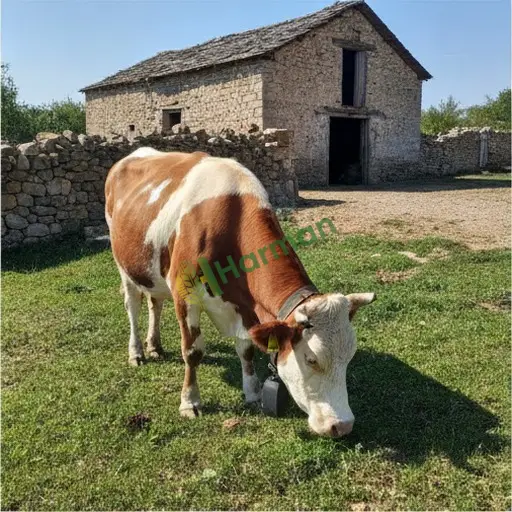 Hakkari Çukurca'da hayvan takip sistemi satılık