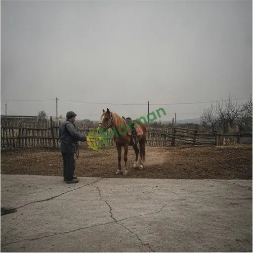 Bartın Ulus Hayvan Terbiye Hizmeti Satılık