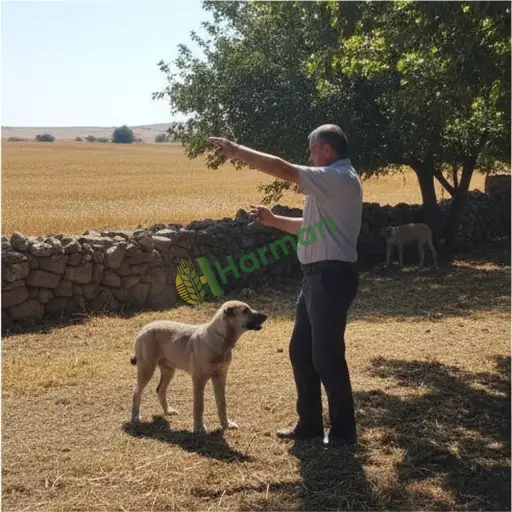 Niğde'de Hayvan Terbiye Satılık