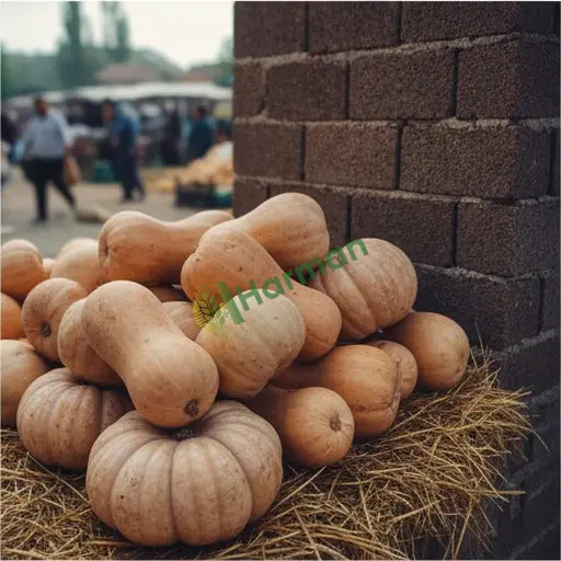 Bolu Seben Hint Kabağı Satılık