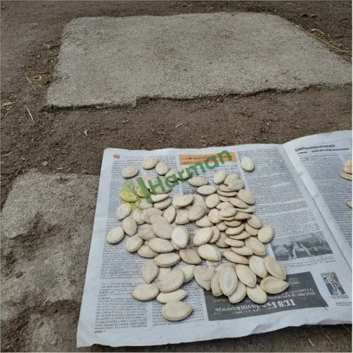 Diyarbakır Yenişehir'de Hint kabağı tohumu satılır