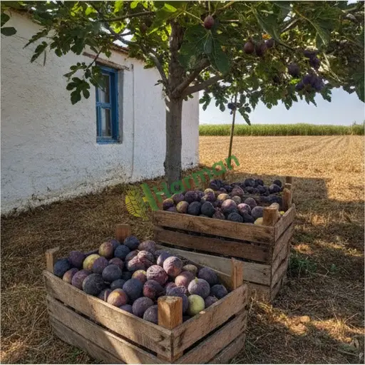 Niğde Çiftlik'te satılık incir