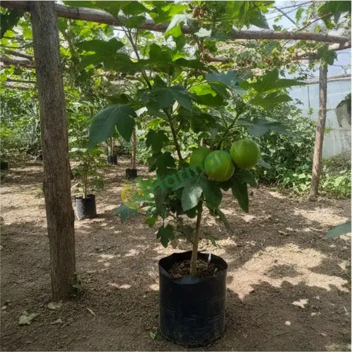 Gümüşhane Kelkit'te jatropha tohumu satıyorum