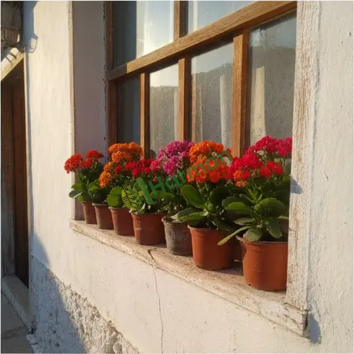 Mardin Dargeçit'te kalanchoe satılık