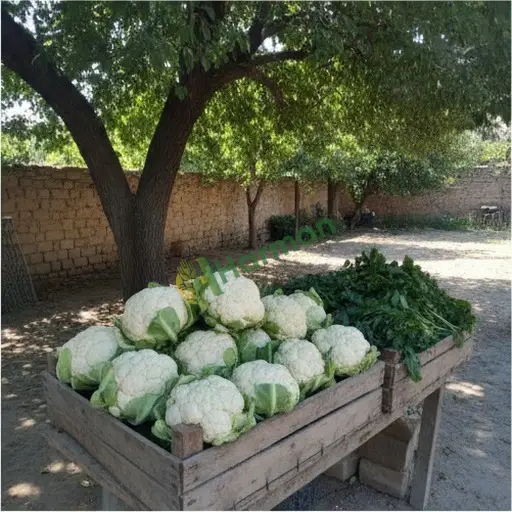 Ağrı Tutak karnabahar satılık